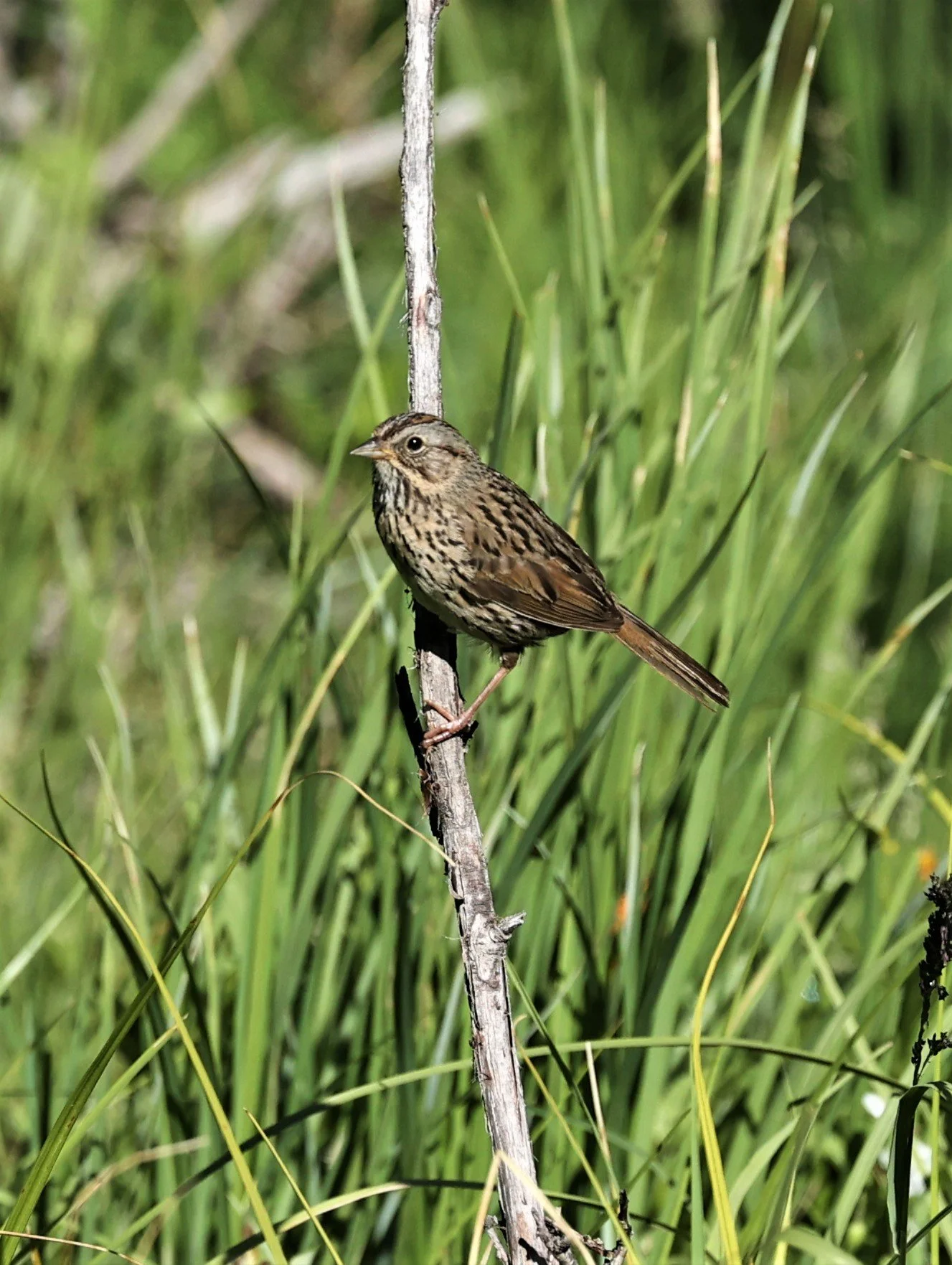Roomy/song sparrow：美品CD Song Sparrow's Song – Sorrel Sky Gallery
